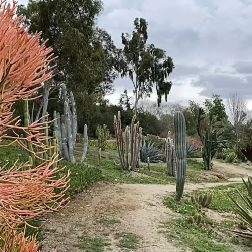 Alta Vista Gardens